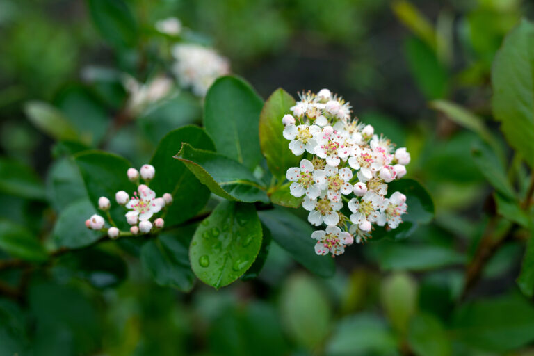 How to Grow Aronia – Chokeberry