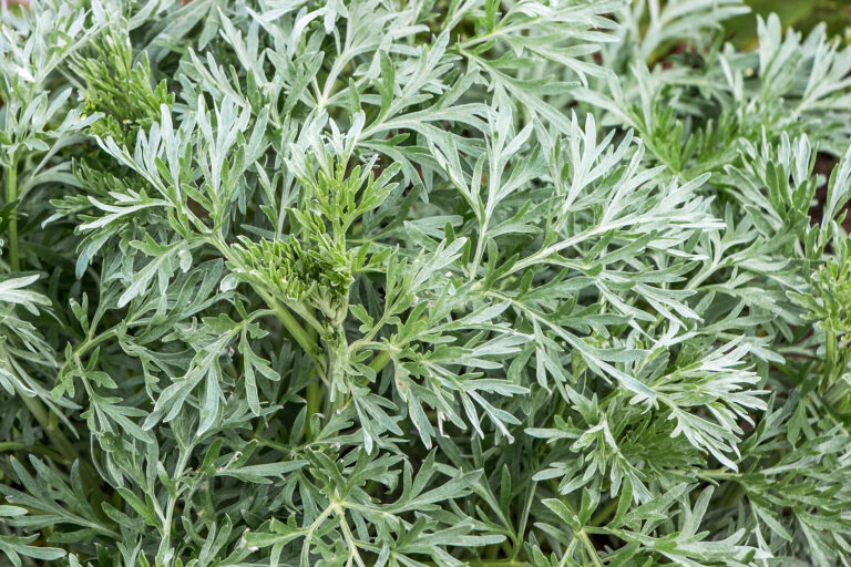 How to Grow Wormwood — Artemisia