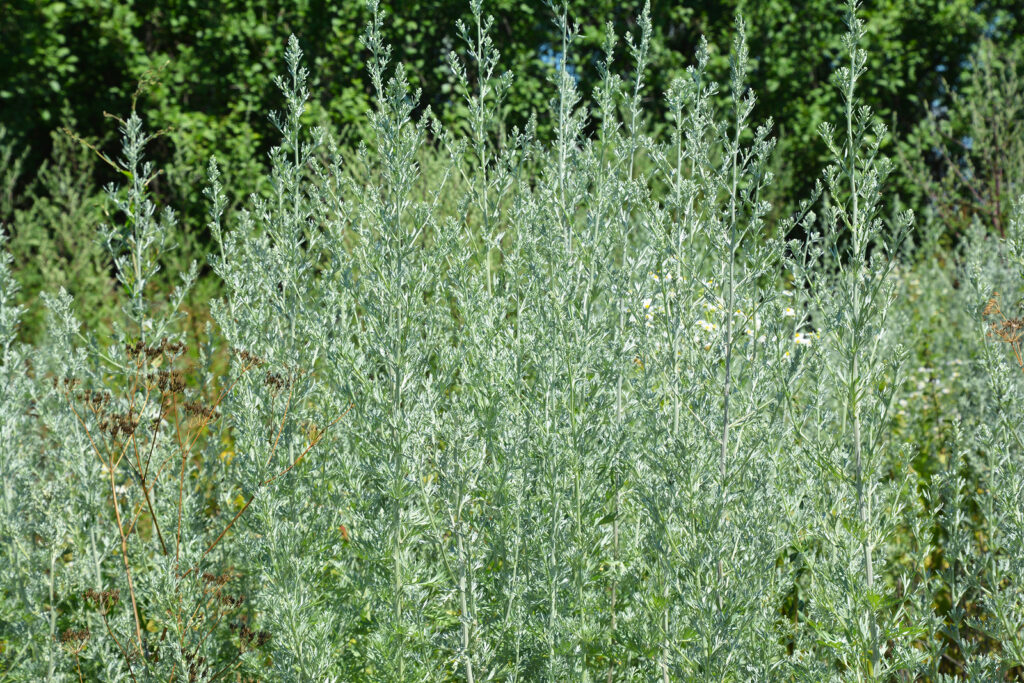 How to Grow Artemisia - Wormwood