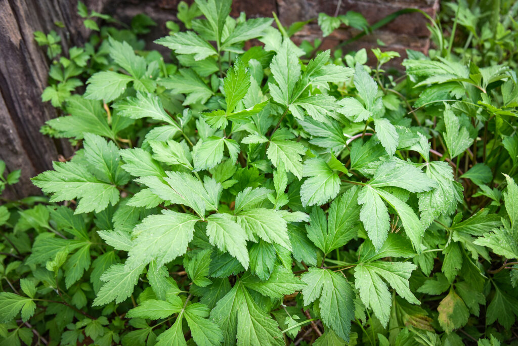 Artemisia annua: how to grow sweet wormwood - Plantura