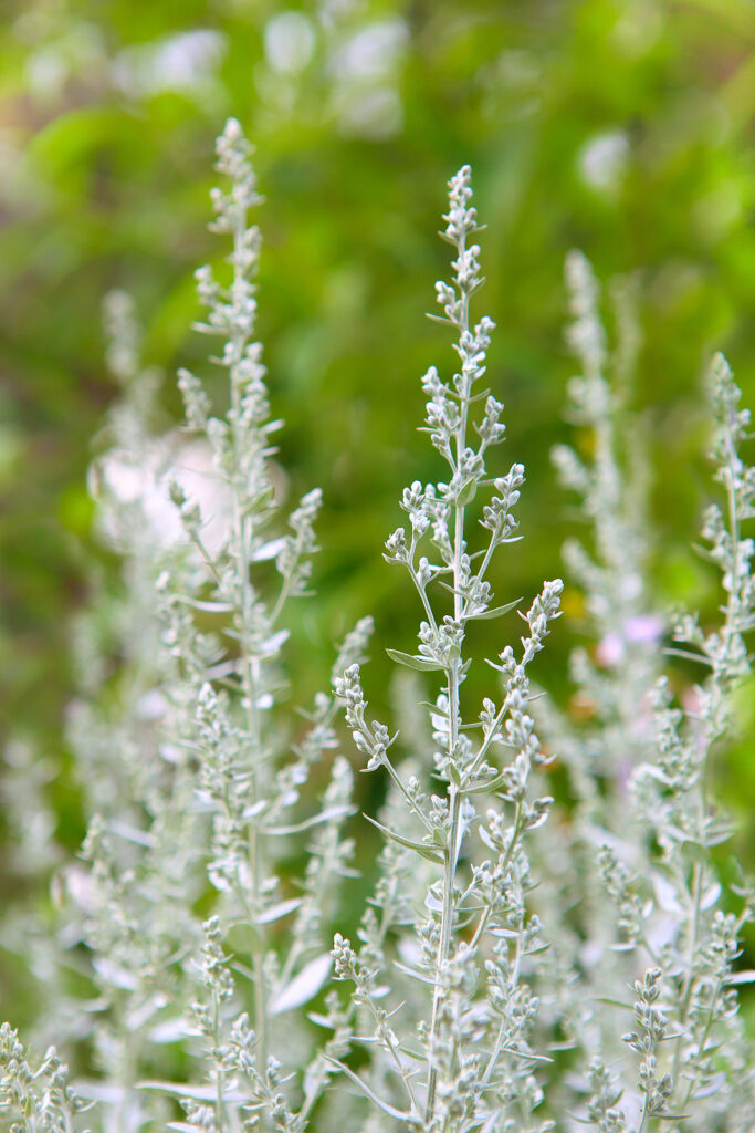 Artemisia annua: how to grow sweet wormwood - Plantura