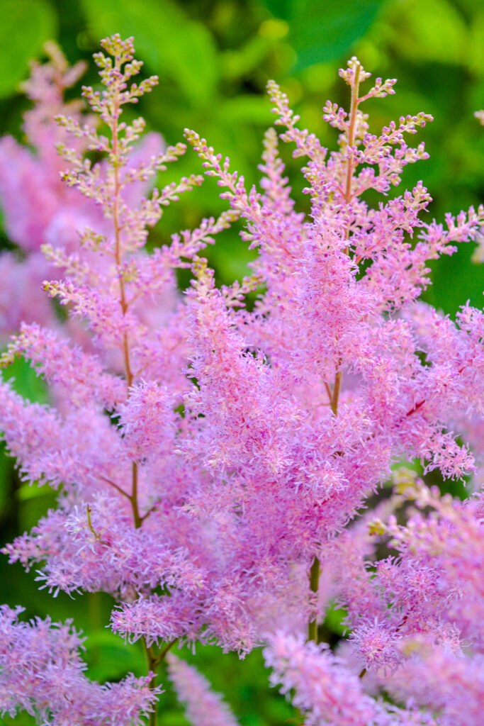 How to Grow Aruncus - Goat's Beard