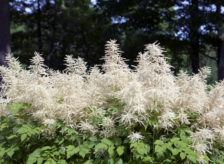 How to Grow Goat’s Beard — Aruncus