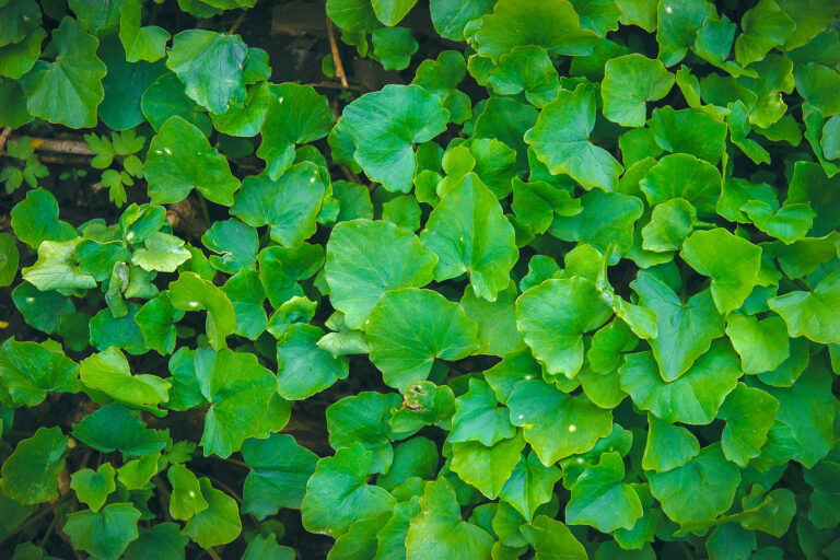 How to Grow Wild Ginger — Asarum