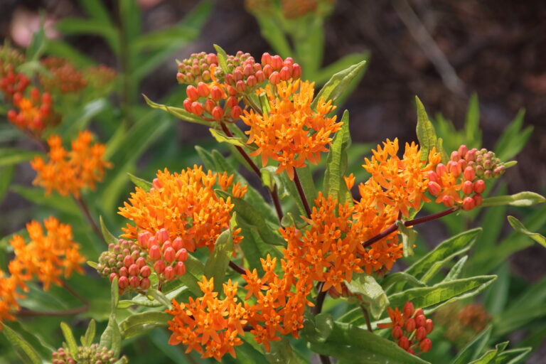 50 Flowers That Attract Butterflies