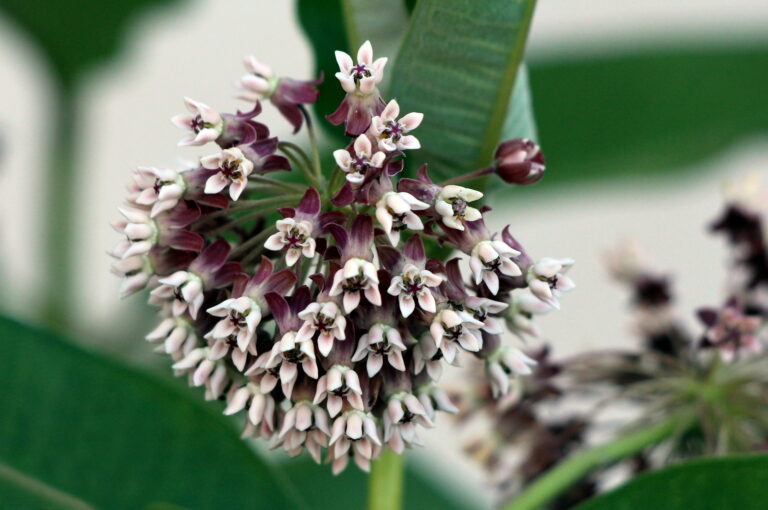 How to Grow Milkweed — Asclepias