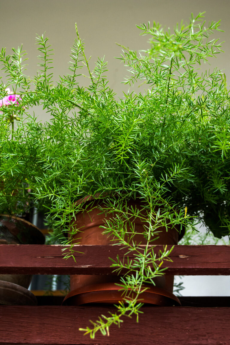 How to Grow Asparagus Fern – Asparagus densiflorus