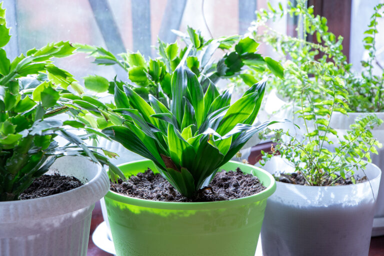 How to Grow Cast-Iron Plant — Aspidistra