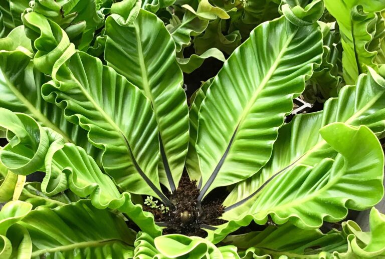 How to Grow Bird’s Nest Fern — Asplenium