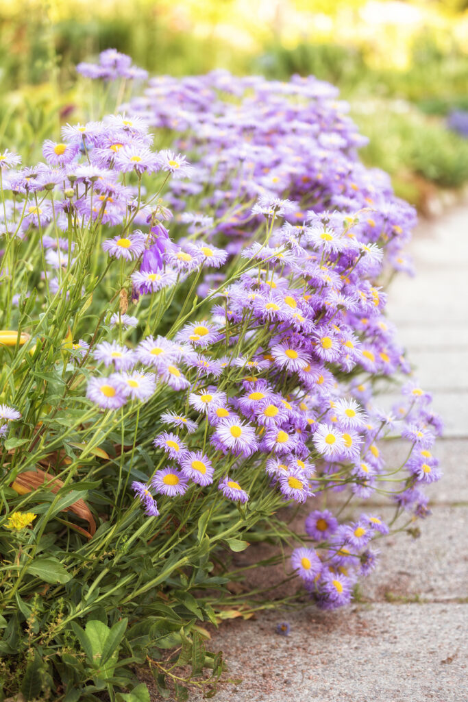 Perennial asters (Aster amellus) also called European Michaelmas daisy
