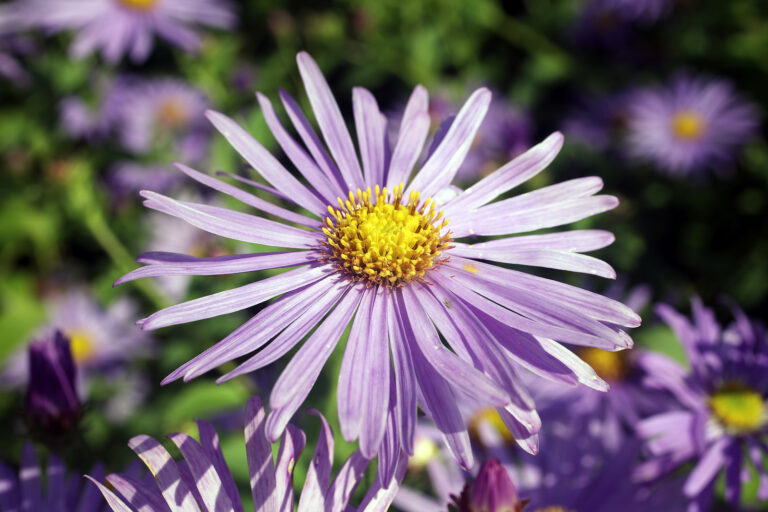 How to Grow and Care for Asters
