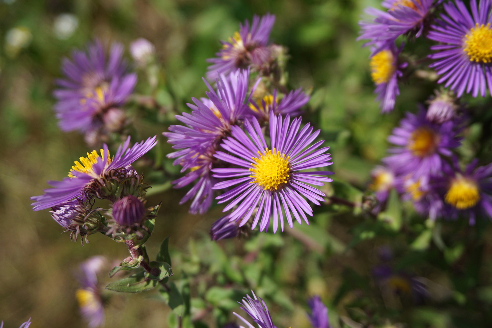 New England asters