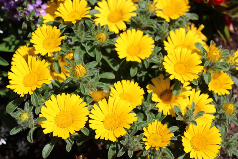 How to Grow Gold Coin — Asteriscus