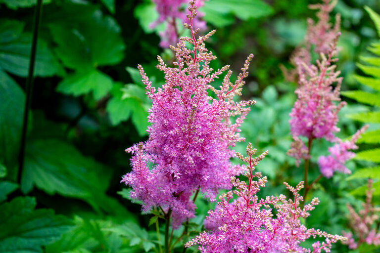 How to Grow and Care for Astilbe