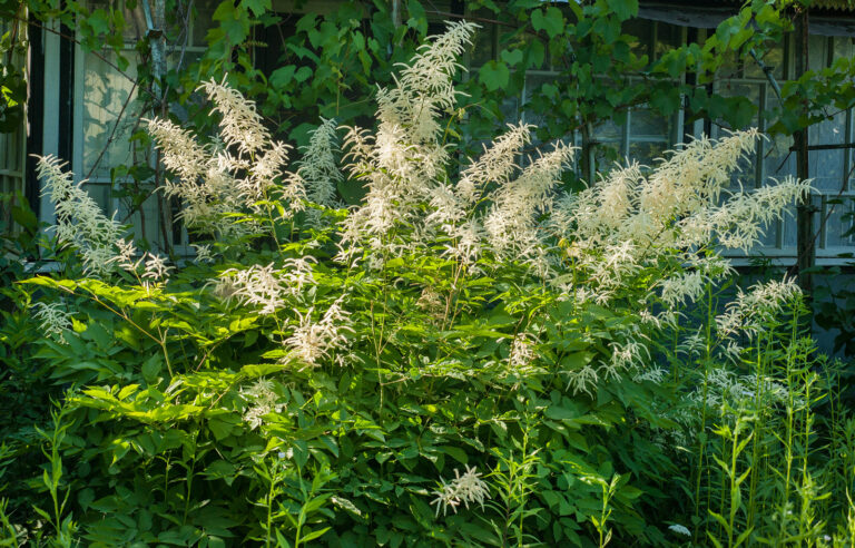 Groundcovers for Wet Sites