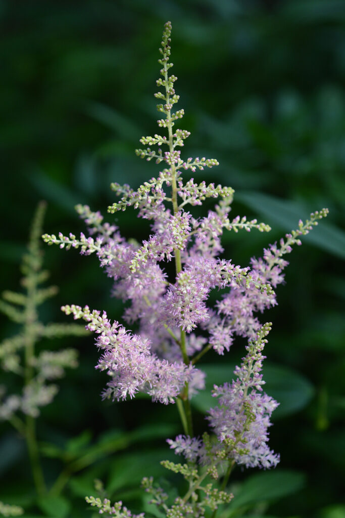 How to Grow and Care for Astilbe