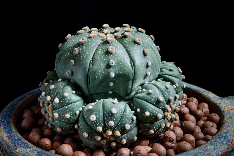 How to Grow Astrophytum