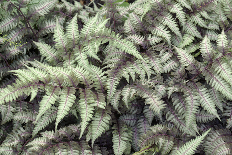 How to Grow Athyrium – Painted Fern