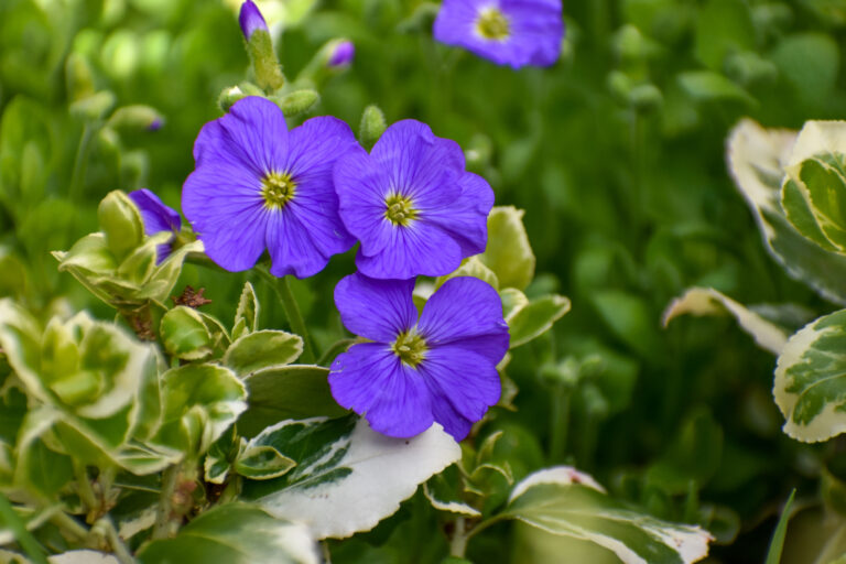 How to Grow False Rockrose — Aubrieta