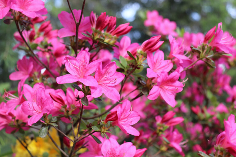 How to Grow Azaleas