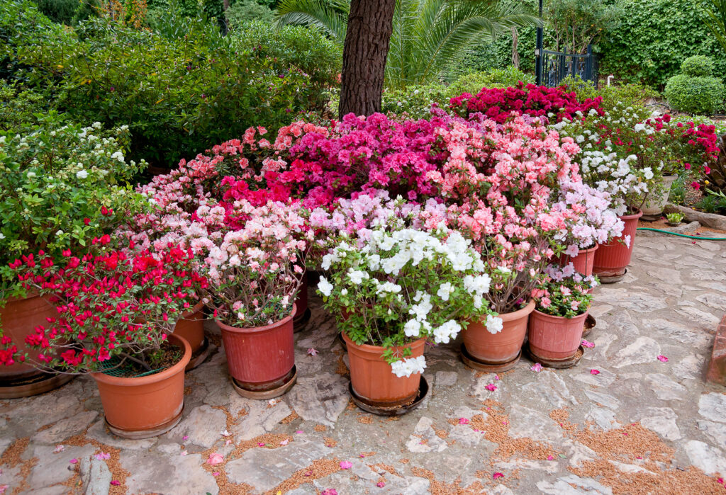 AZALEA, PINK RUFFLE - Plants of Texas