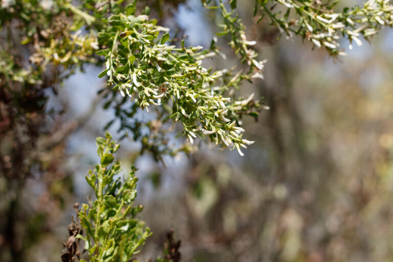 How to Grow Baccharis — Coyote Bush