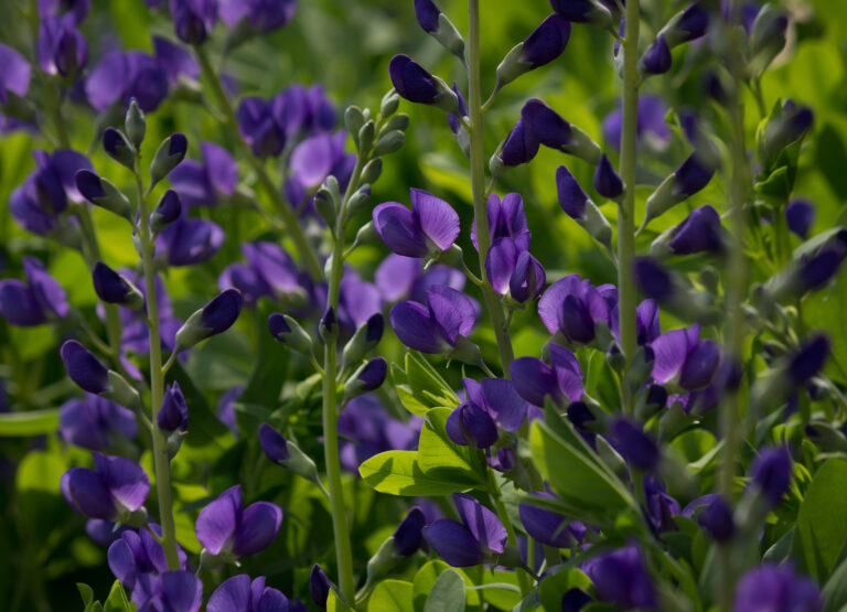 How to Grow Blue False Indigo — Baptisia