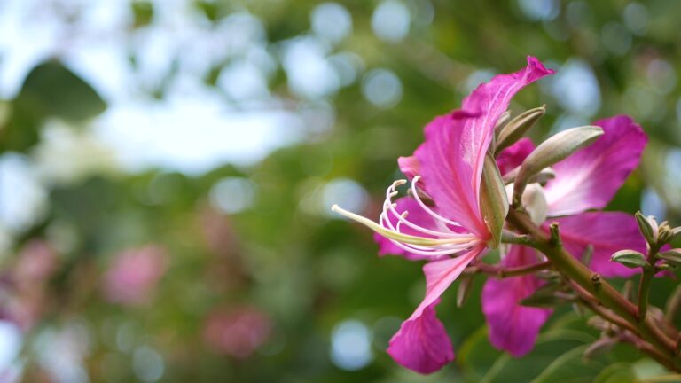 How to Grow Bauhinia – Brazilian Butterfly Tree 