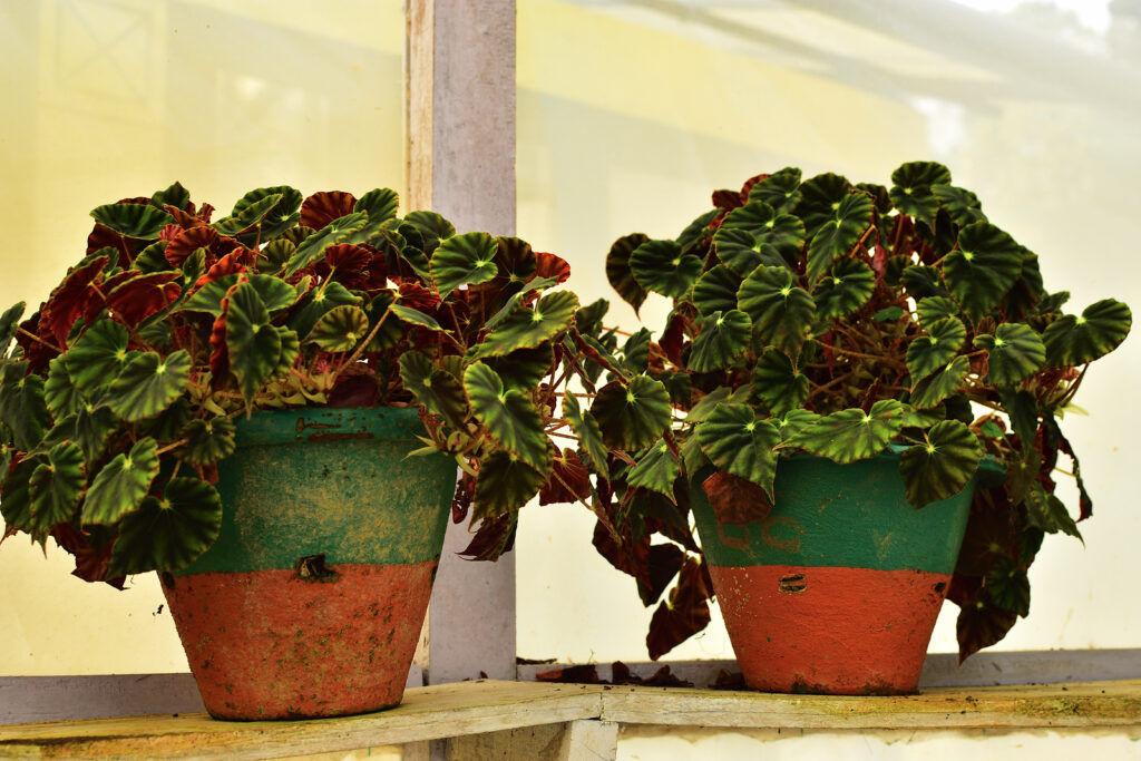 Rex Begonia, also known as the painted leaf begonia or fancy leaf begonia