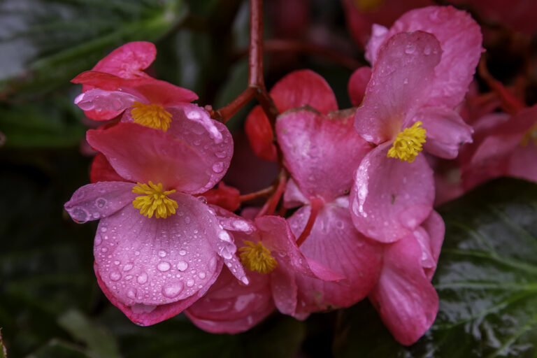 How to Grow Bedding Begonias
