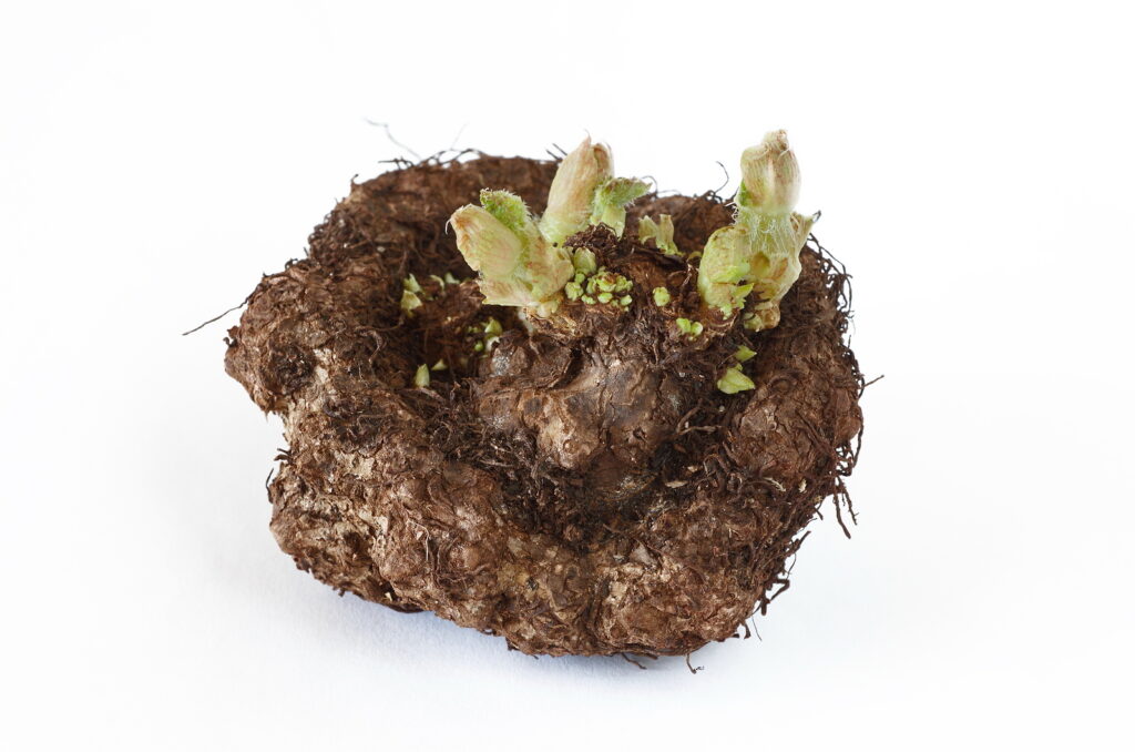 Tuber of begonia with sprouts;