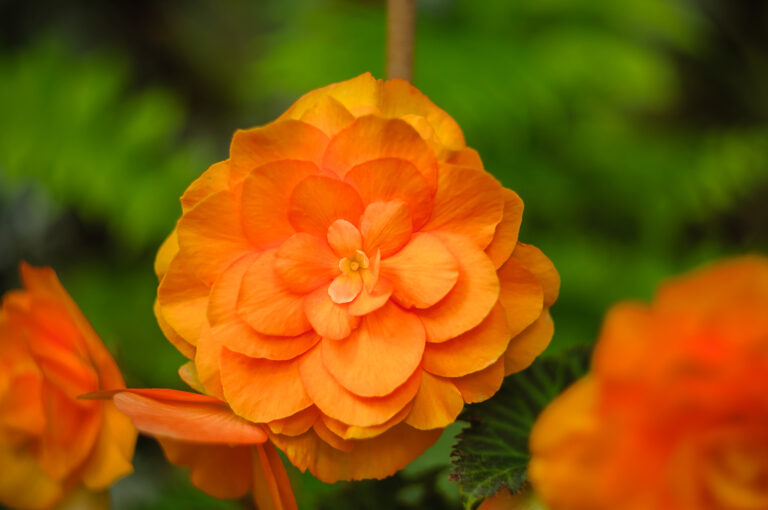 How to Grow Tuberous Begonia