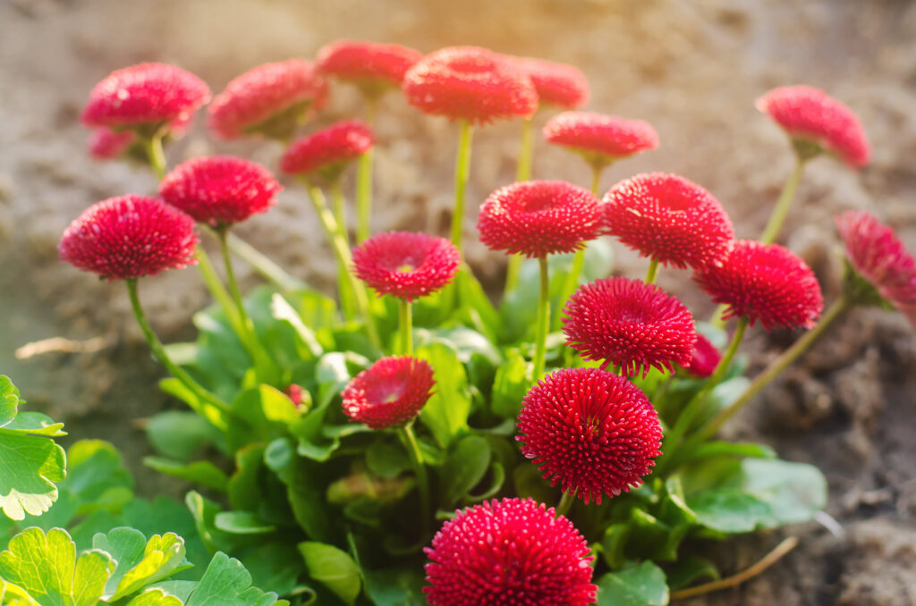 English daisy. Bellis perennis