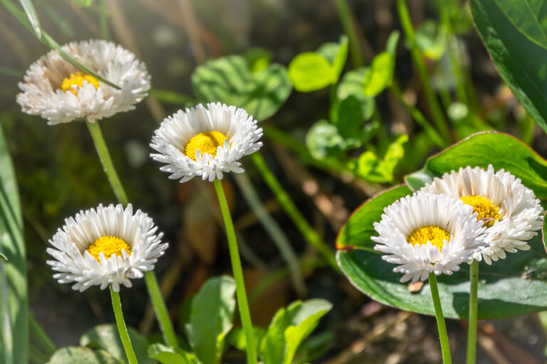 How to Grow English Daisy — Bellis perennis