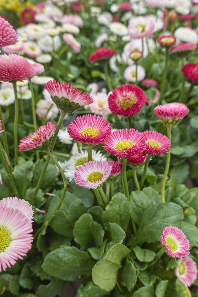 Bellis perennis, English daisy 