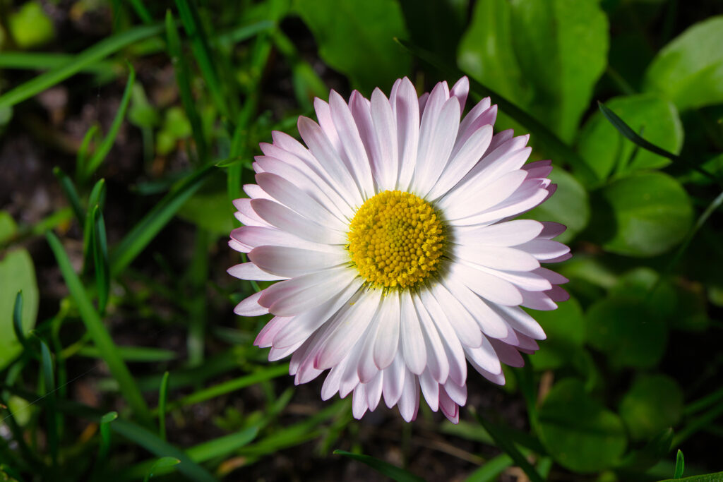 English daisy flower