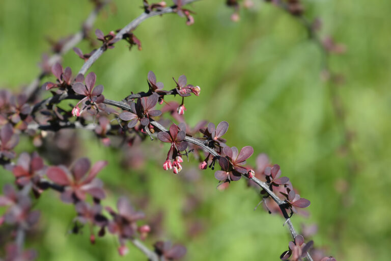 How to Grow Berberis – Barberry