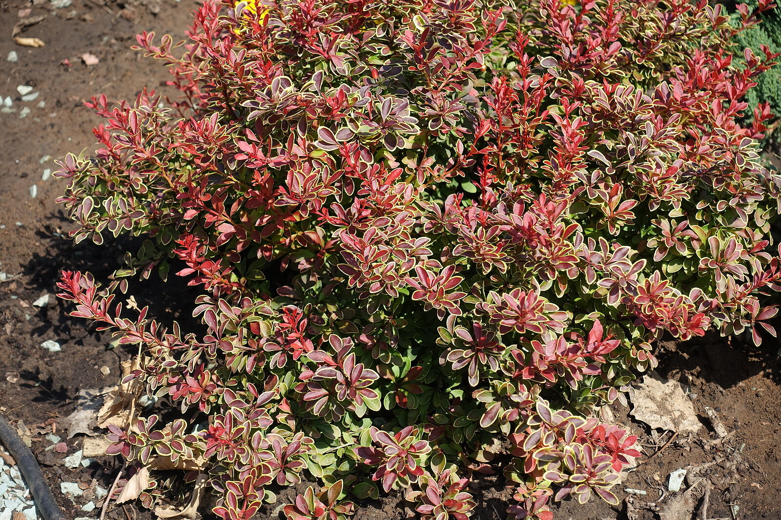 Berberis thunbergii