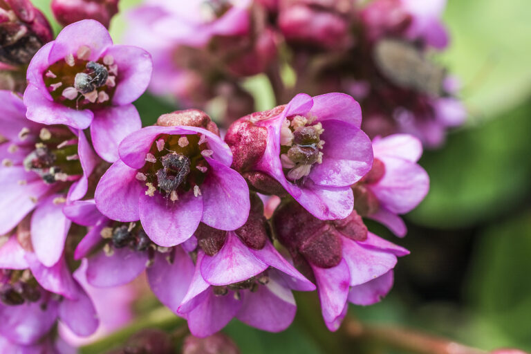 How to Grow Bergenia