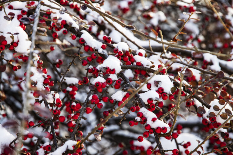 Cold-Climate Flower Gardening
