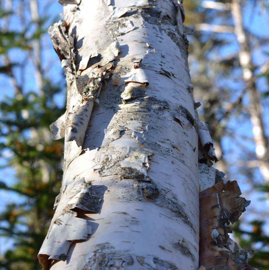 The tall straight trunks of trees in the forests with pale grey bark and  green foliage.