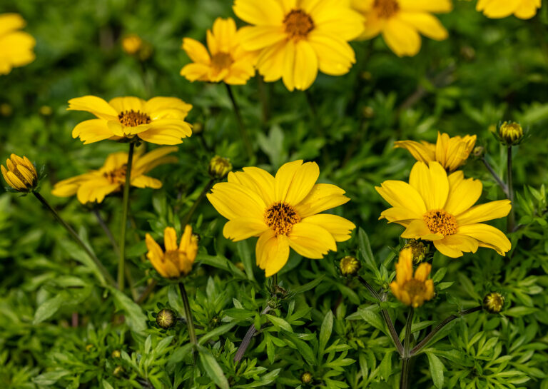 How to Grow Bidens