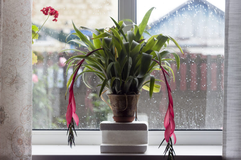 How to Grow Vase Plant — Billbergia