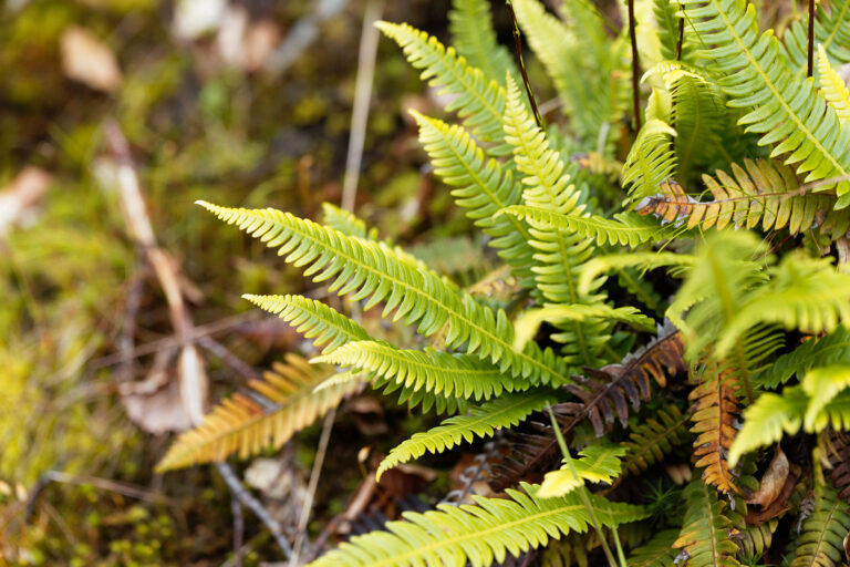 How to Grow Blechnum – Deer Fern
