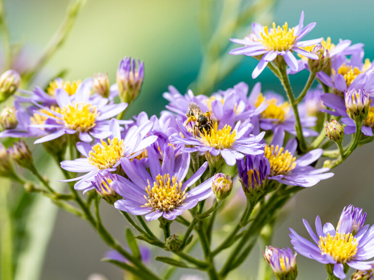 How to Grow Boltonia
