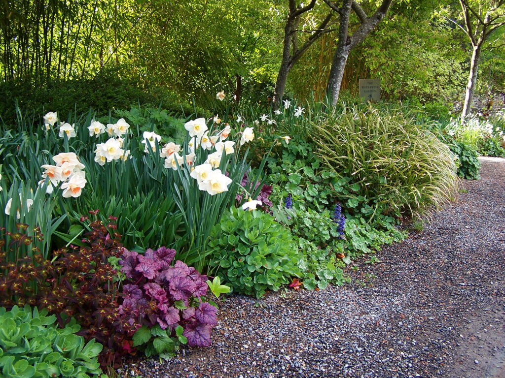 Spiky daffodils foliage fronted by heart-shaped coral bell leaves and the glossy ovals leaves of sedum