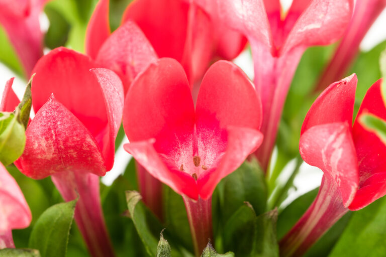 How to Grow Bouvardia 
