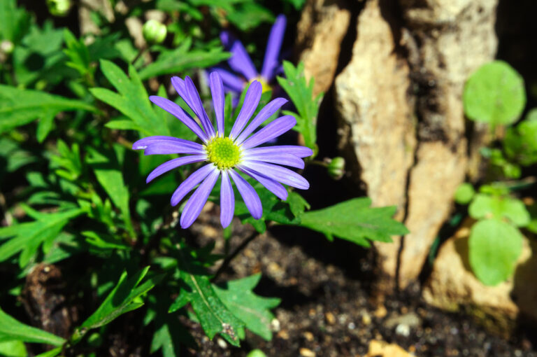 How to Grow Swan River Daisy — Brachycome