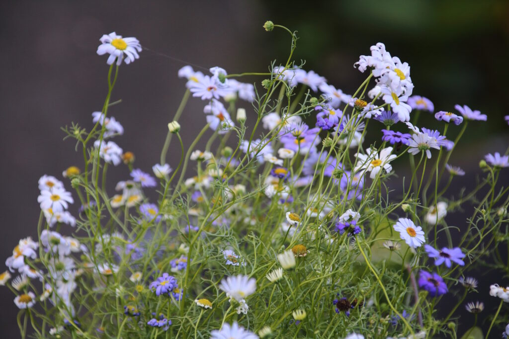     Swan-River daisy, Brachycome iberidifolia