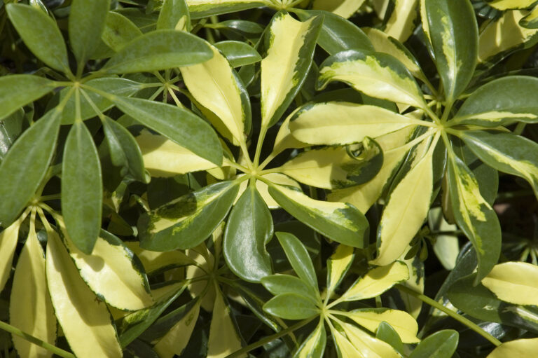 How to Grow Umbrella Tree — Schefflera